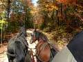 videos de Driving carriage horses around lake in NH