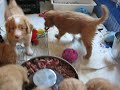 Daintree duck tollers eat ground pork  lamb hearts