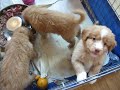 Daintree duck tollers eat ground pork  lamb hearts