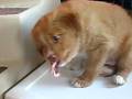 videos de Daintree duck tollers eat ground pork & lamb hearts