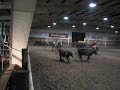 Jacquie on Captains Rilla Bar trying team penning Jacquie on Captains Rilla Bar trying team penning