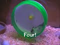 CHINESE HAMSTER KODY RIDES AGAIN! CHINESE HAMSTER KODY RIDES AGAIN!