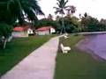 videos de spa bahia