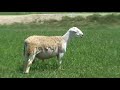 Australian Dorper/Van Rooy sheep and Boer Goats in Pakistan were introduced by Cluny Exports Agribusiness in March 2008. The animals have thrived and adapted well in their new environment.