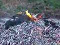 Slow Burn Birdsong
