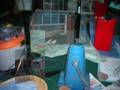 videos de CLEANING THE BIRD ROOM