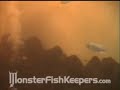 50,000 Gallon Tank Video Series #1 -  5/6 Monsterfishkeepers