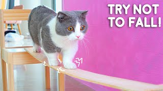 Cats Try Not To Fall Off Compilation