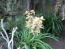 Cymbidium \"Tracey Ainum\" Cymbidium \"Tracey Ainum\"