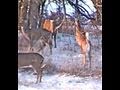 DEER FLY OVER HIGH FENCE, GOOD JUMP, SLOW MOTION