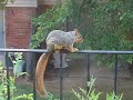 Squirrel: Tomato Thief Pt. 1