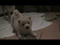 [イヌ]生後8週間の赤ちゃん柴犬が見せる精一杯のワンワンに萌えのサムネイル1