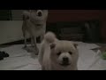 [イヌ]生後8週間の赤ちゃん柴犬が見せる精一杯のワンワンに萌えのサムネイル2