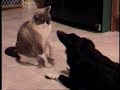 Sheltie Dog vs. Siamese Cat puppy fight Sheltie Dog vs. Siamese Cat puppy fight