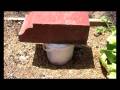 How to make an earwig trap