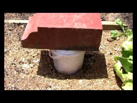 how to i get rid of earwigs