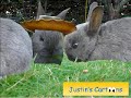 Baby Rabbits / Dancing Rabbits