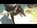 Dempsey Dog Chasing Ducks for the Last Time, PawShow Founder Dempsey Dog Chasing Ducks for the Last Time, PawShow Founder