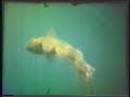 Fishing off East Yorkshire 1979 - 1980 - Part 2