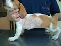 CIRUGIA CANINOS CORAZON DUCTO ARTERIOSO PERSISTENTE CIRUGIA CANINOS CORAZON DUCTO ARTERIOSO PERSISTENTE