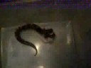 ball python live feeding ball python live feeding