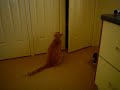 Cat in a cupboard