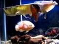 22 Arowana Eating Mouse 12 Oscars eating goldfish