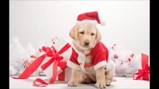 Consejos navideños sobre nuestras mascotas