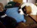 Saint Bernard plays with Bunny