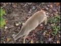 Recurve Bow Hunt