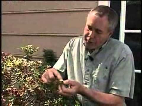 how to properly trim azaleas