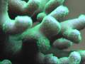 Close up of my 600 litre Zeovit Reef Aquarium