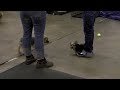 Jan7 STL All Dogs: Small Dogs meetup