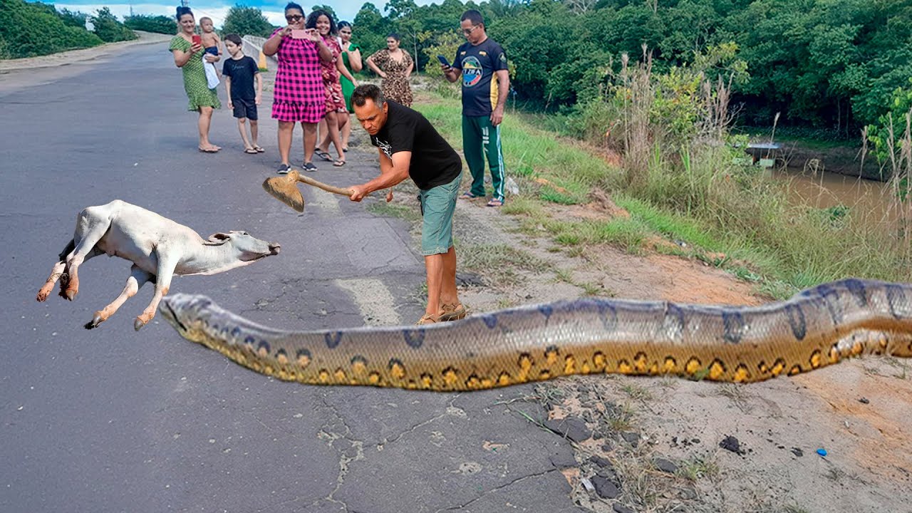 As Maiores Sucuris Já Filmadas No Brasil - Inacreditável!