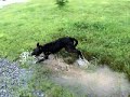 Crazy Puppy (high quality!)