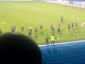Zawisza jaskółka