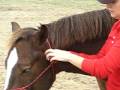 Tying a Natural Halter