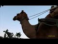 Traveling by Camel