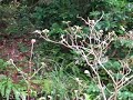 Mountain bird songs