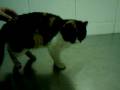 Carlota,gatita rescatada en Teruel (Espa�a)