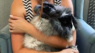 How To Hold Your Angora Rabbit For Grooming and Clipping