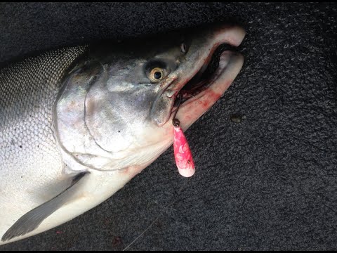 Salmon on Topwater (bass plugs!)