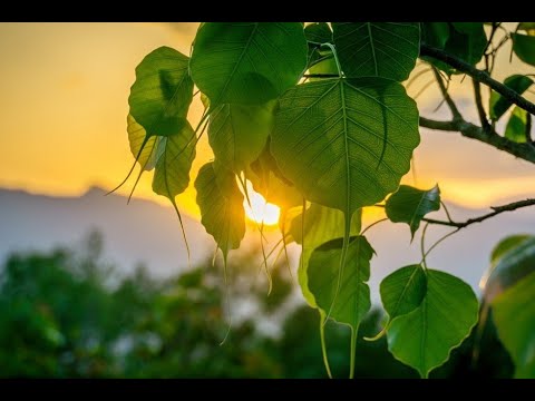 Nếp Nhà NIKAYA - Chất Liệu Hiền Trí 3 - Dạy 5 Đứa Con Ngũ Uẩn
