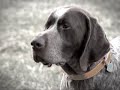 cooper the blind bird hunting dog