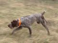 cooper the blind bird hunting dog