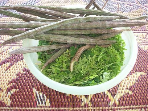 how to harvest moringa seeds