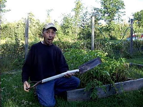 how to harvest yukon gold potatoes
