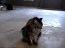 Goliath a SpayMart cat for adoption Goliath a SpayMart cat for adoption