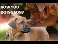 Very Funny Dogs 2