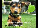 Very Funny Dogs 2